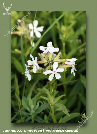 Saponaria officinalis