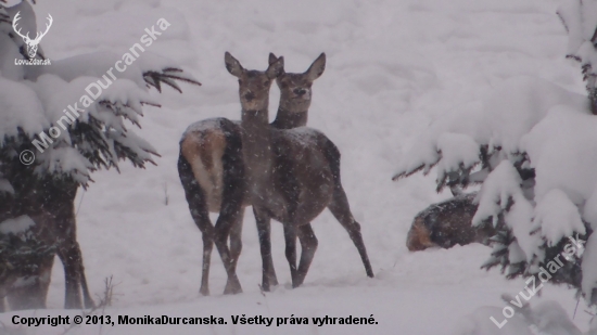 krásavice v snehovej perinke