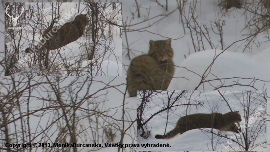 chcela by som sa opýtať či je to mačka divá?