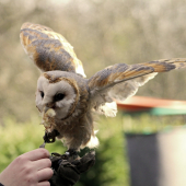 Plamienka Driemavá (Tyto Alba) - Cecil