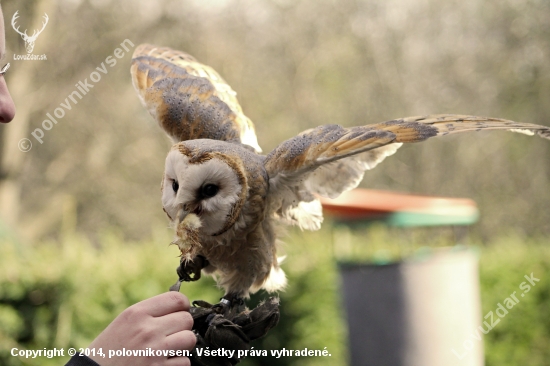 Plamienka Driemavá (Tyto Alba) - Cecil