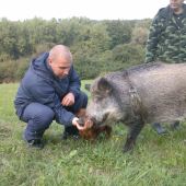 Bratov diviačik Viki