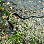 Užovka obojková