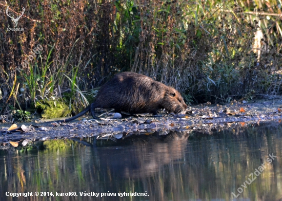 nutria riečna