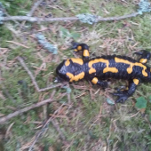 (Salamandra salamandra)