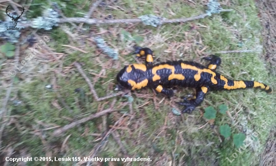 (Salamandra salamandra)