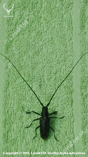 Cerambyx cerdo