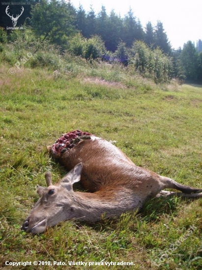 Vlčia selekcia