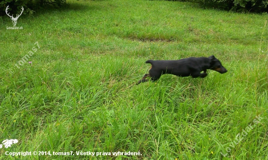 lietajuci jagdterrier