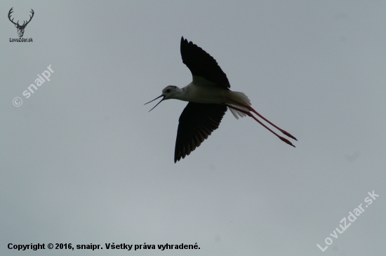 Pisila čáponohá (Himantopus himantopus)