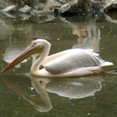 Pelikán bílý (Pelecanus onocrotalus)