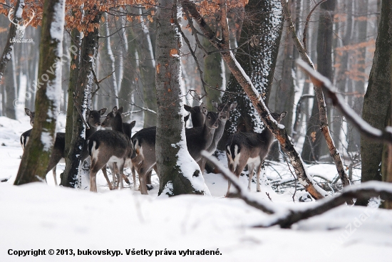 Schované na hrebeni