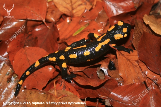 salamandra