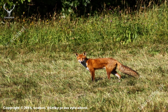 Vulpes vulpes