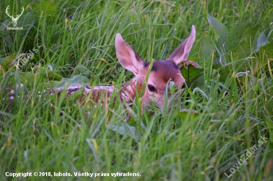 Bambi..