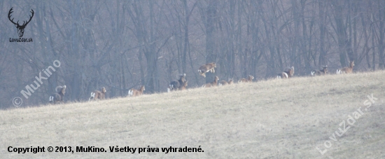 dobre skače :D