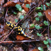 Salamandra