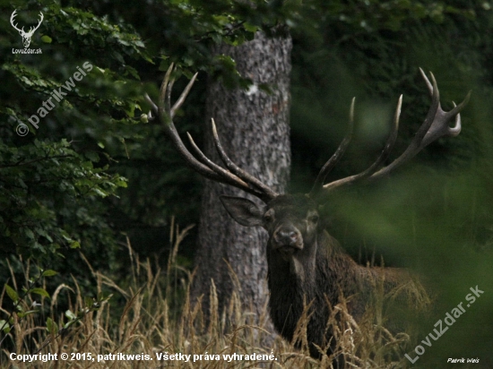 Korunáč