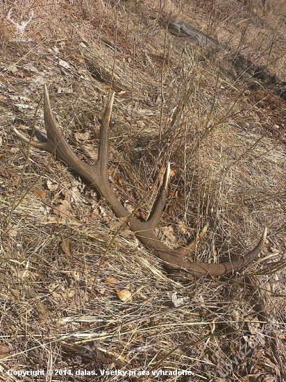 dnesny strnastorak 3kg.