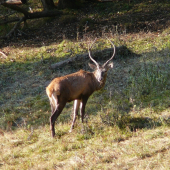 Nádejný mladík