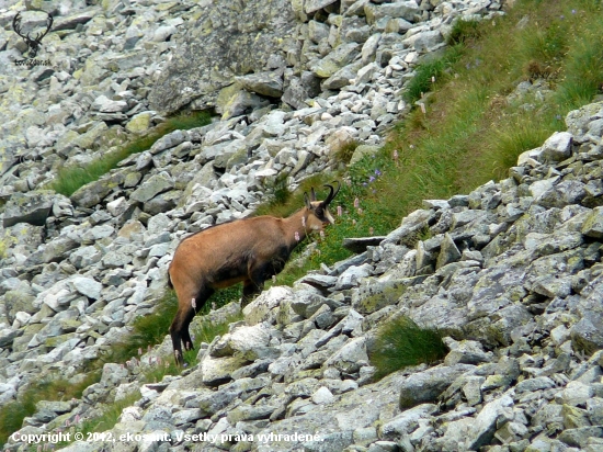 Z Velickej doliny