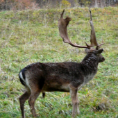 Zničený po ruji