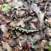 Salamandra škvrnitá