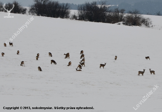 spravte rojnicu, požereme všetko