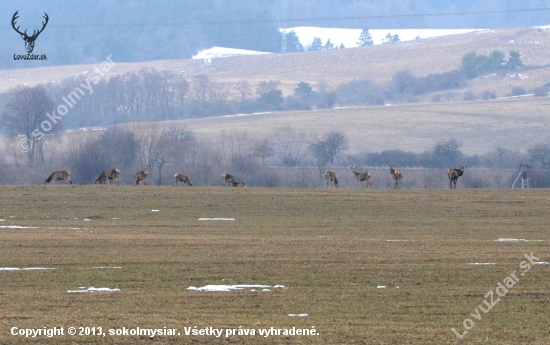 jelenia zver