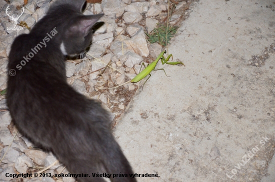 mačka versus modlivka