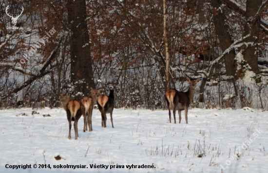 štvorlístok