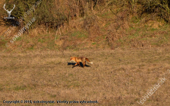 vulpes vulpes na prechádzke