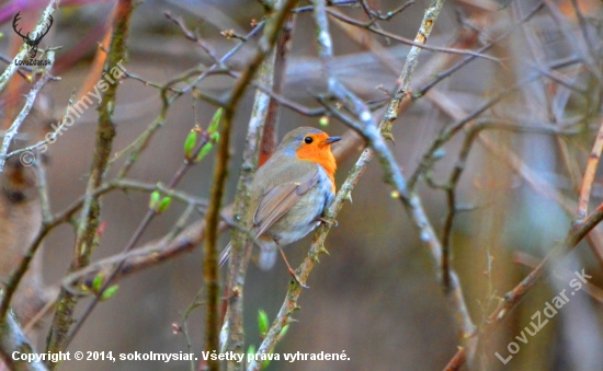 slávik červienka (Erithacus rubecula)