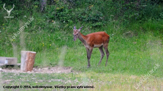 slovenská žirafa :-D