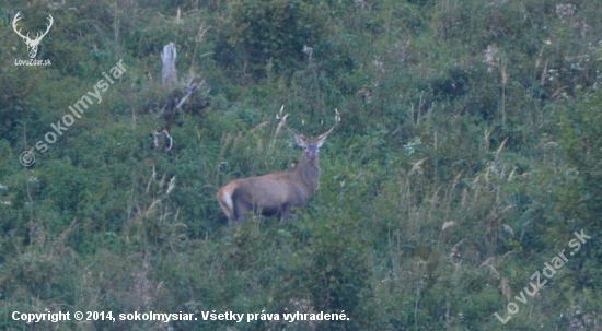 na vysokom kopci