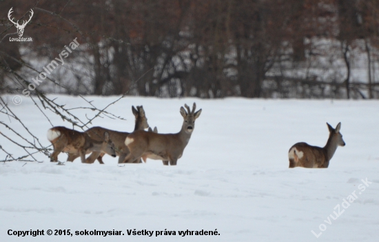 srnčia zver