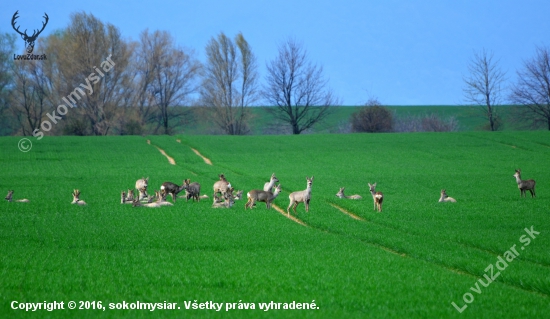 veľká rodina