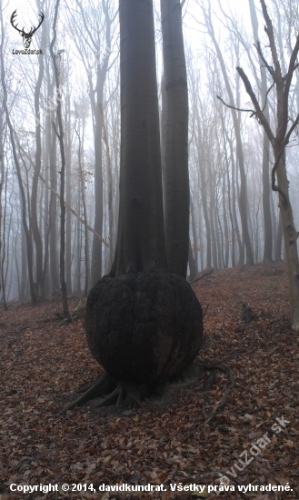 Zaujímavý strom