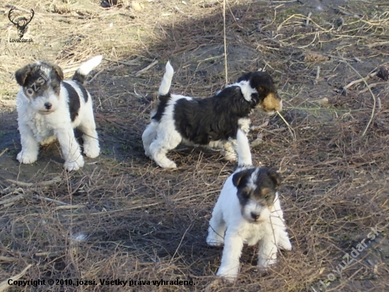 Foxi Kennel Potôň