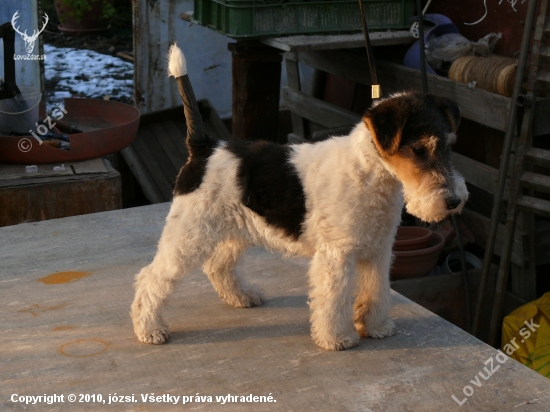 ALF Foxi Kennel Potôň