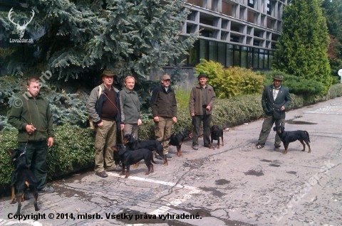 Svetová Klubová výstava Slovenských kopovov, Zvolen 2014. Zostava zo Zlatých Moravi