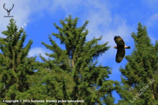 Myšiak hôrny (Buteo buteo)