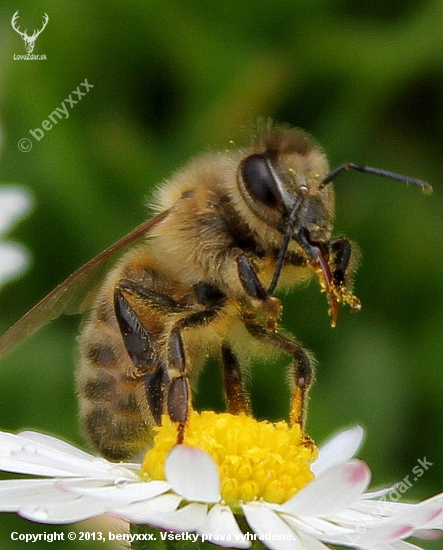 Včela medonosná (Apis mellifera)