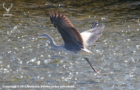 Volavka popolavá (Ardea cinerea)