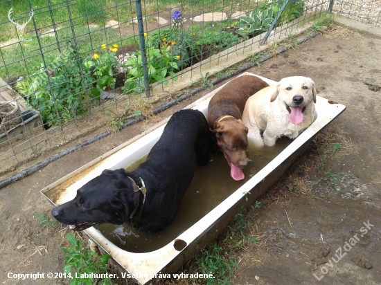 Meter labrador vo vode