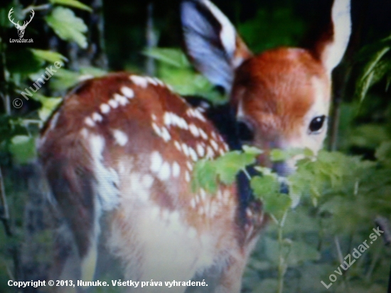 Bambi