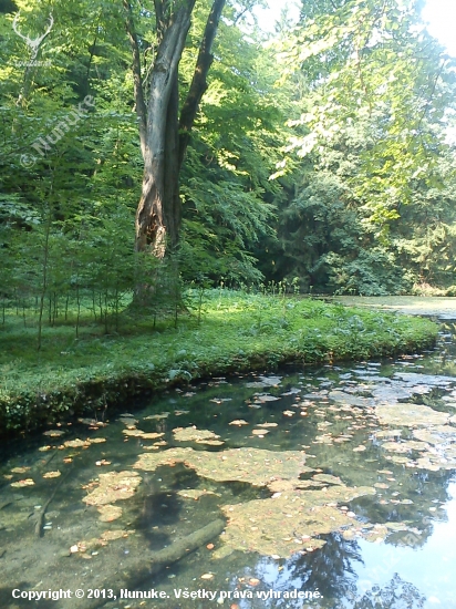 Magická krása zelene