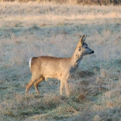 Roček