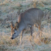 Zvědavý