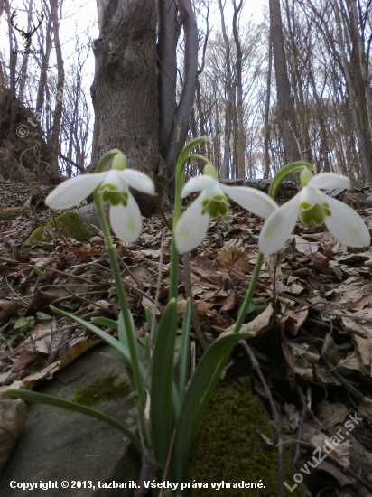 snezienka jarna - Galanthus nivalis L.